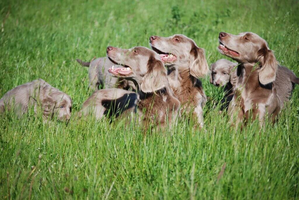 Franca, Holly und Cathy mit drei Welpen des I-Wurfes