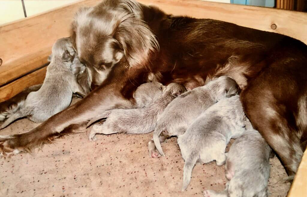 Cathy mit E-Wurf Welpen