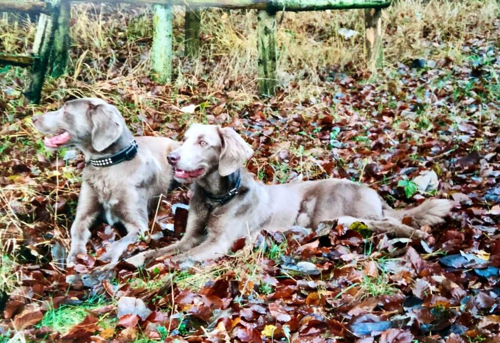Dorle und Aspe