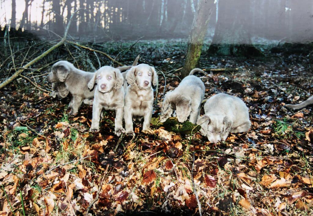 Welpen B-Wurf beim Reviergang
