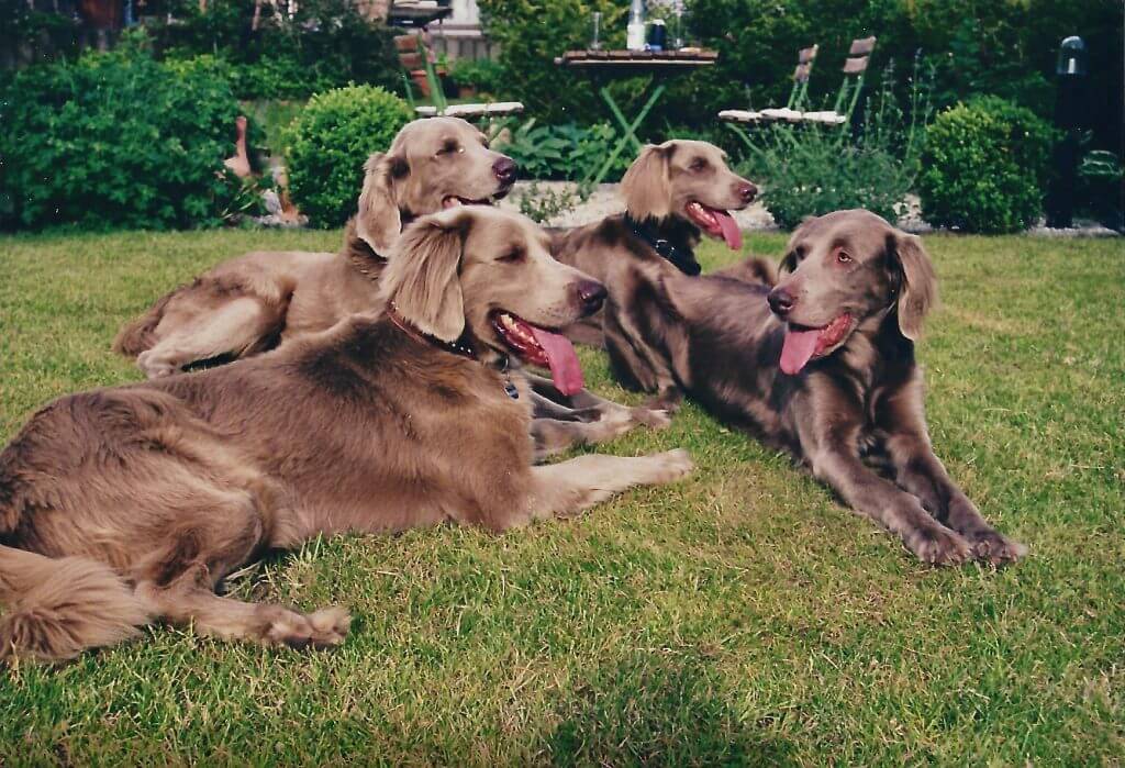 Weimaraner Langhaar Meeting