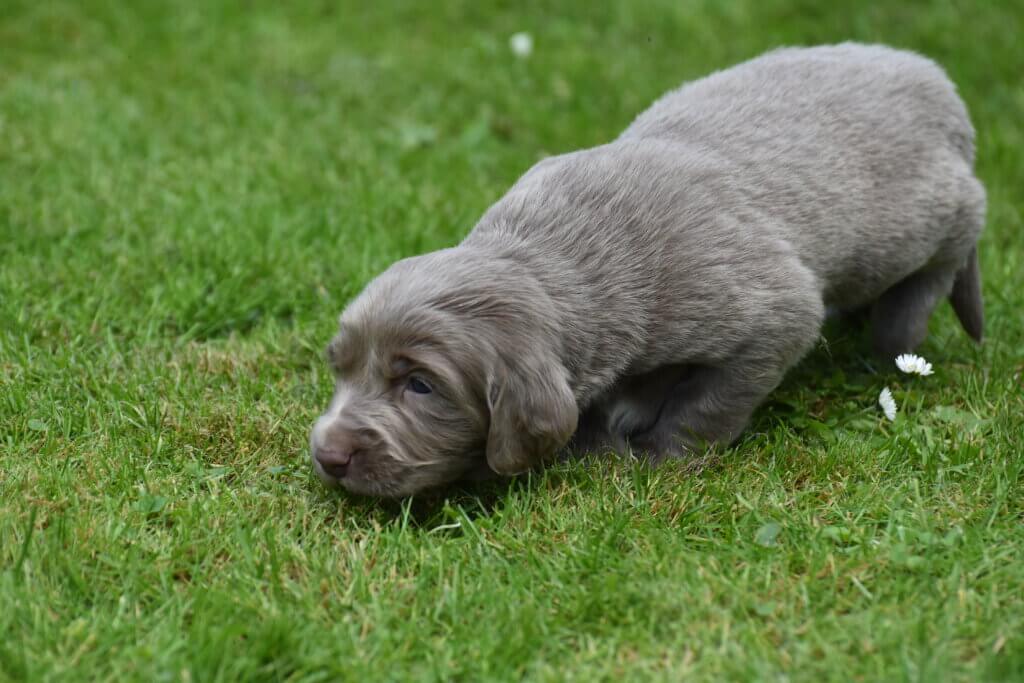 Weimaraner Langhaar Welpe