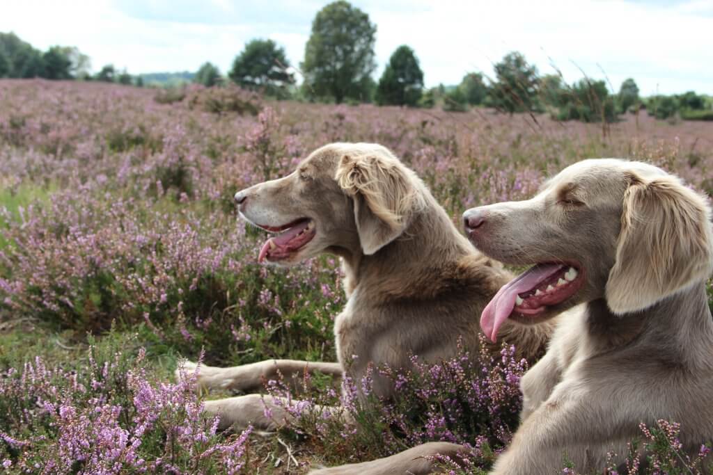 Caya und Karla vom Fuchsberg