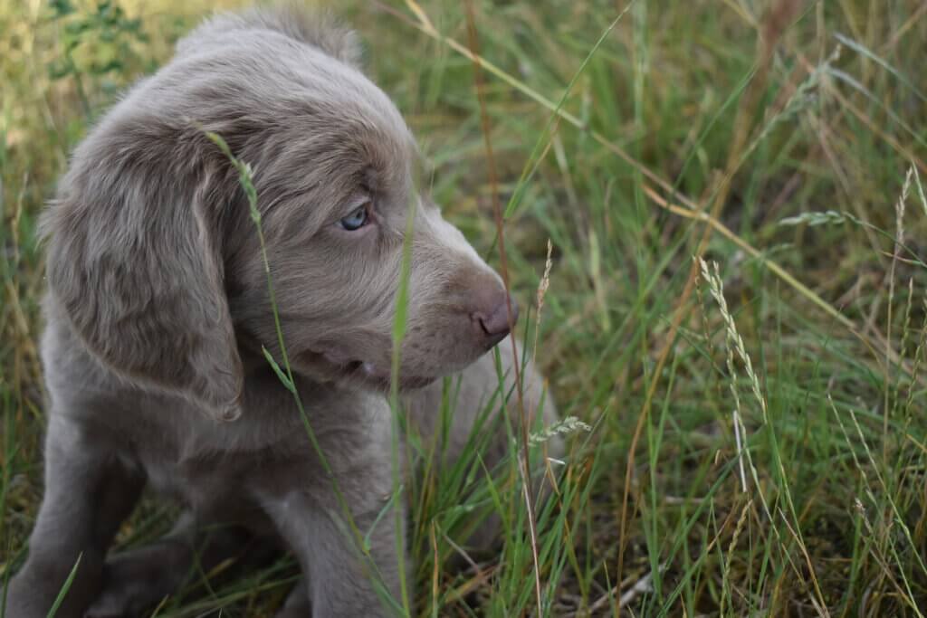 Weimaraner Langhaar Welpe