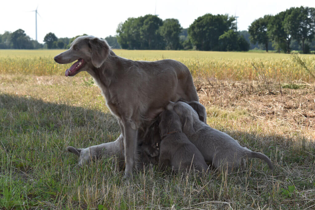 Weimaraner Langhaar Welpen mit Hündin