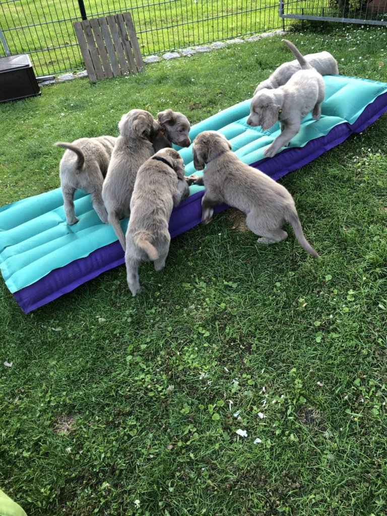 Langhaar Weimaraner Welpen
