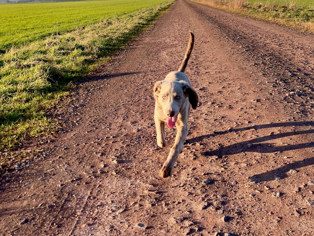 Tilly
