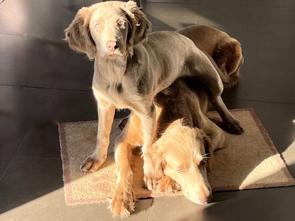 Tilly und Biene