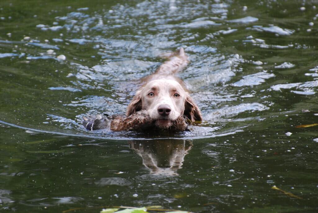 Wasserarbeit