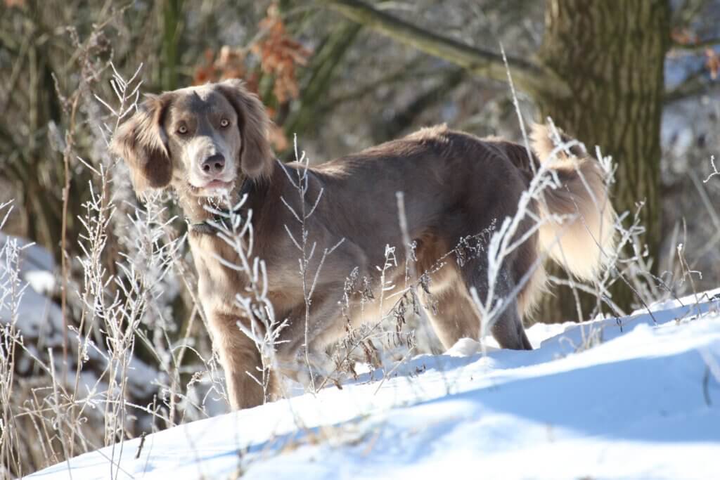 Carlson vom Wolbecker Forst
