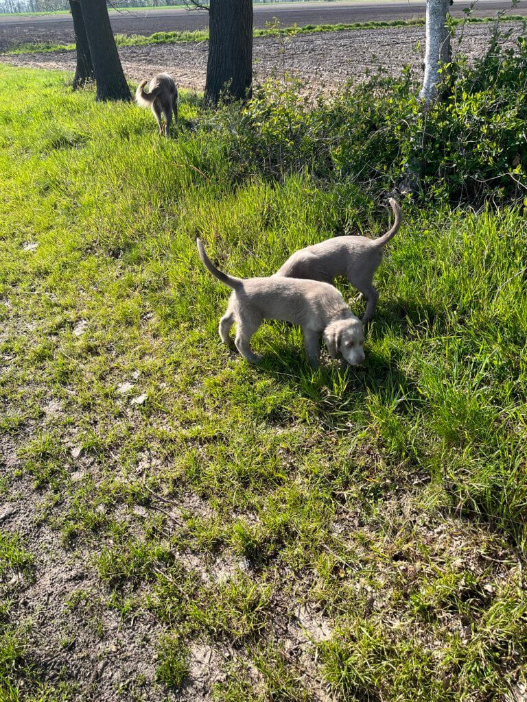 Pina, Pele und Biene