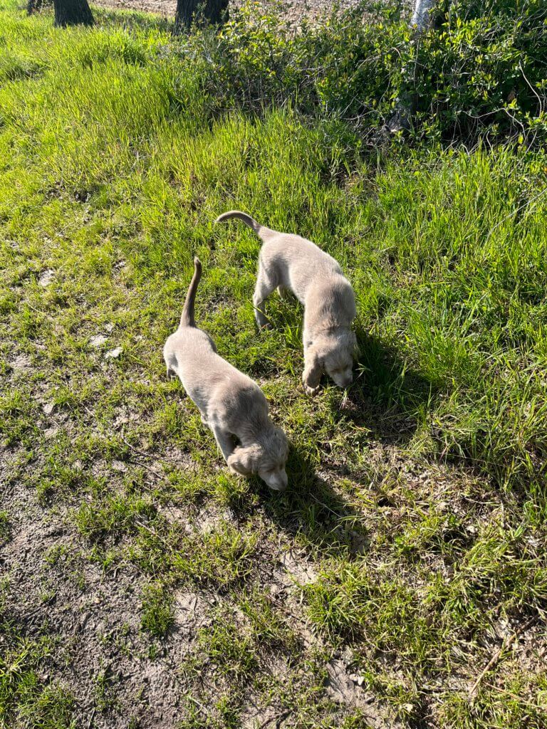 Pele und Pina vom Fuchsberg