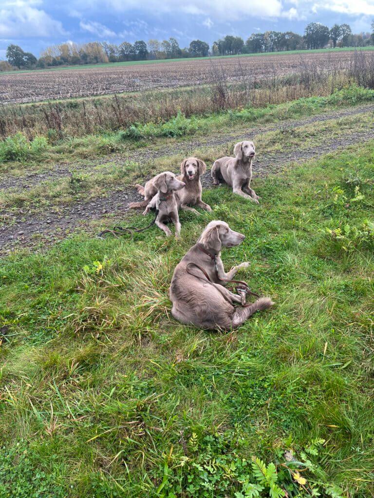 Biene mit Nachwuchs aus dem P-Wurf